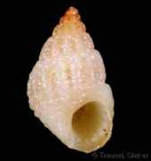 gastropods.com Elisae