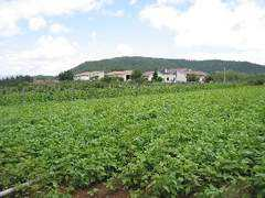 fagiolidisarconi.it Elisario