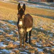 lafermeduvernay.free.fr Elisondo
