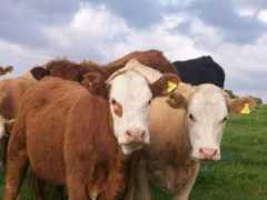 nadishyche.en-escale.com Elisor