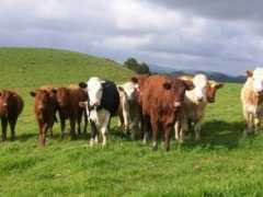 nadishyche.en-escale.com Elisor