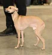 bel-etual.ru Elizetti