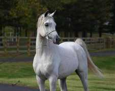 ssarabians.com Elkhaled