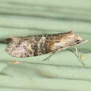 bugguide.net Ellabella