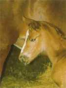 pointernet.pds.hu Ellest