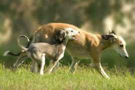 showdogs.co.za Elrena