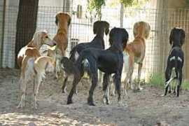 showdogs.co.za Elrena