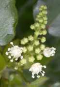 Eluteria