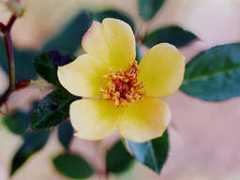 rysroses.real-net.sk Emilylouise