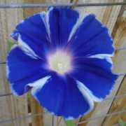 cubits.org Emmagrace