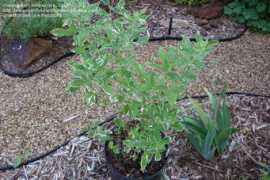 davesgarden.com Emmagrace