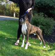 pheasanthollowboxers.com Emmit