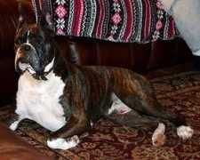 pheasanthollowboxers.com Emmit