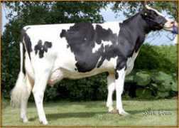 champsdorholsteins.com Emoral
