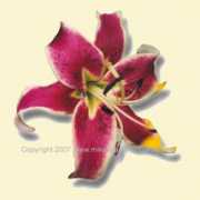 mikesbackyardgarden.org Empress