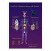 zazzle.es Endocrino