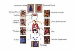 blogs.diariodeavisos.com Endocrino
