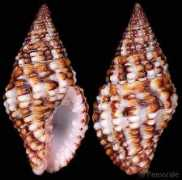 gastropods.com Engina