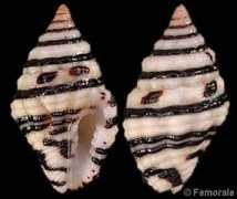 gastropods.com Engina