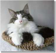 suriascats.de Enilio