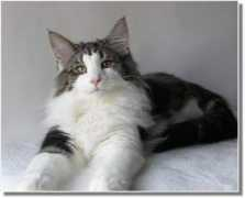 suriascats.de Enilio