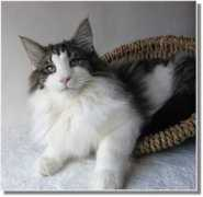 suriascats.de Enilio