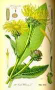 Enula