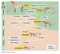 mun.ca Equid