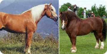 Equini