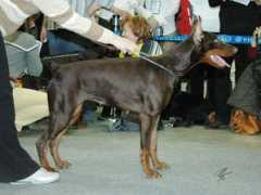 dobermann-review.com Ercinia