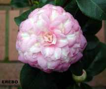camellia.de Erebo