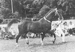 gelderlanderhorse.nl Ereda