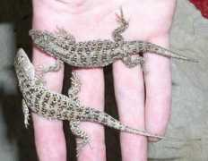 reptarium.cz Eremias