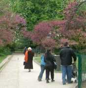 bahcevan.com Erguvan