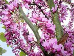 bahcevan.com Erguvan