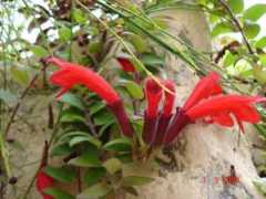 forum.hobbykafe.com Eritrina