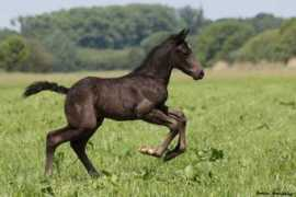 equinegenetics.wbs.cz Ernika