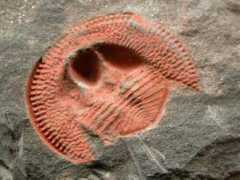 Errami
