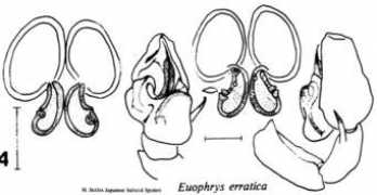 salticidae.org Errat