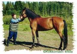 kokkomaentalli.net Erru