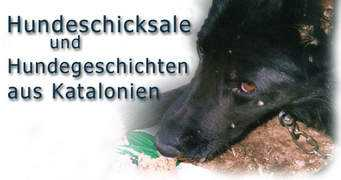 hundeschicksale.com Erwien