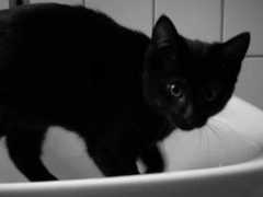 katzen-forum.net Erwien