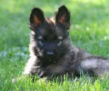 sonorian.fi Escamillo