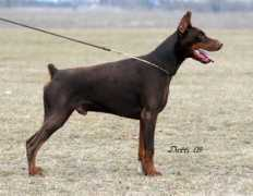 dobermannpedigrees.nl Esprito