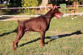 dobermann-review.com Esprito