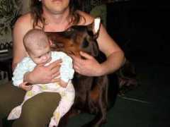 dobermann.ru Estrice