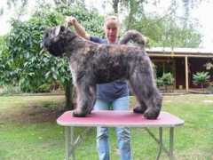 dogzonline.com.au Estrik