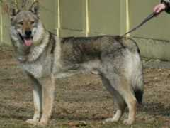wolfdog.wbs.cz Ethenia
