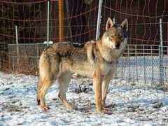 wolfdog.wbs.cz Ethenia