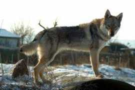 wolfdog.wbs.cz Ethenia